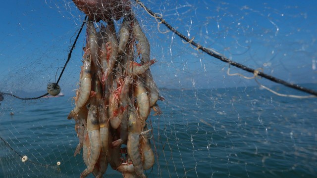 Pesca de camarões é liberada nas baías do Litoral; proibição em mar aberto continua