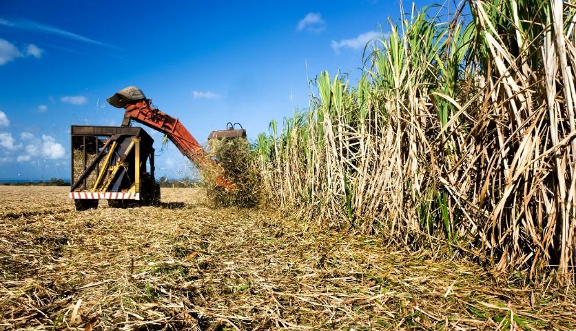 Moagem de cana atinge 49 milhões de toneladas na primeira quinzena de junho