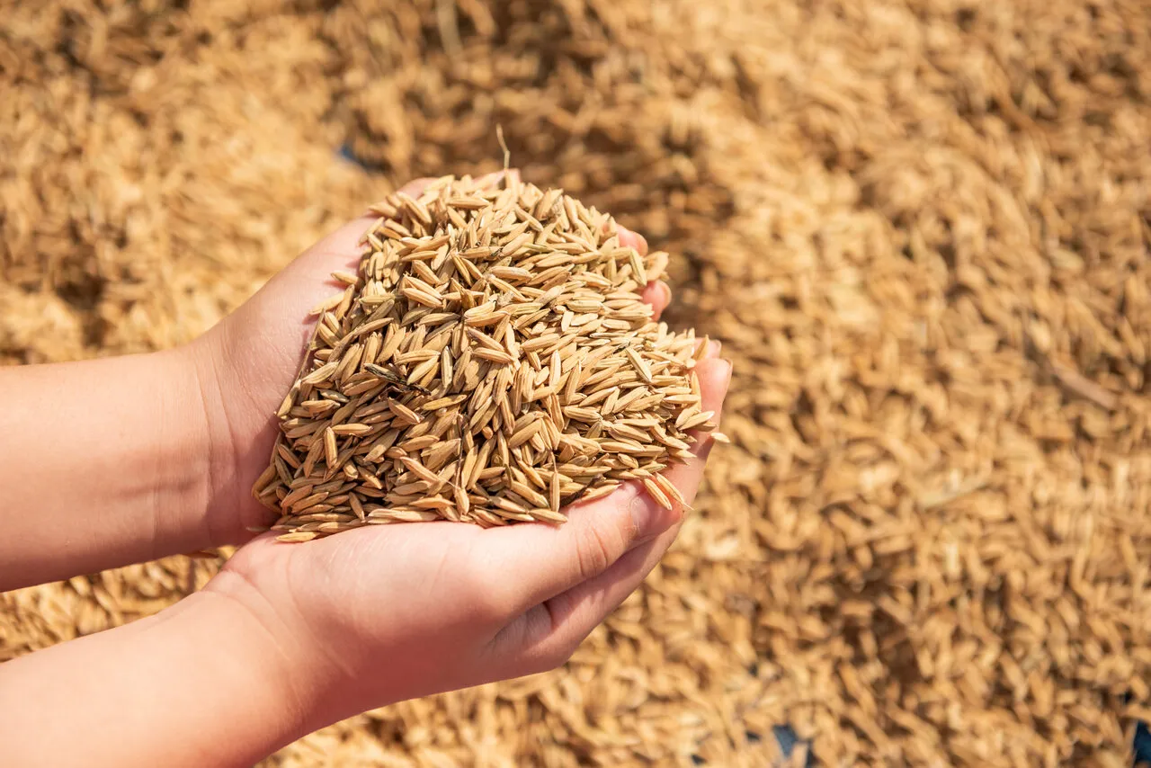 Conab anula leilão de arroz importado