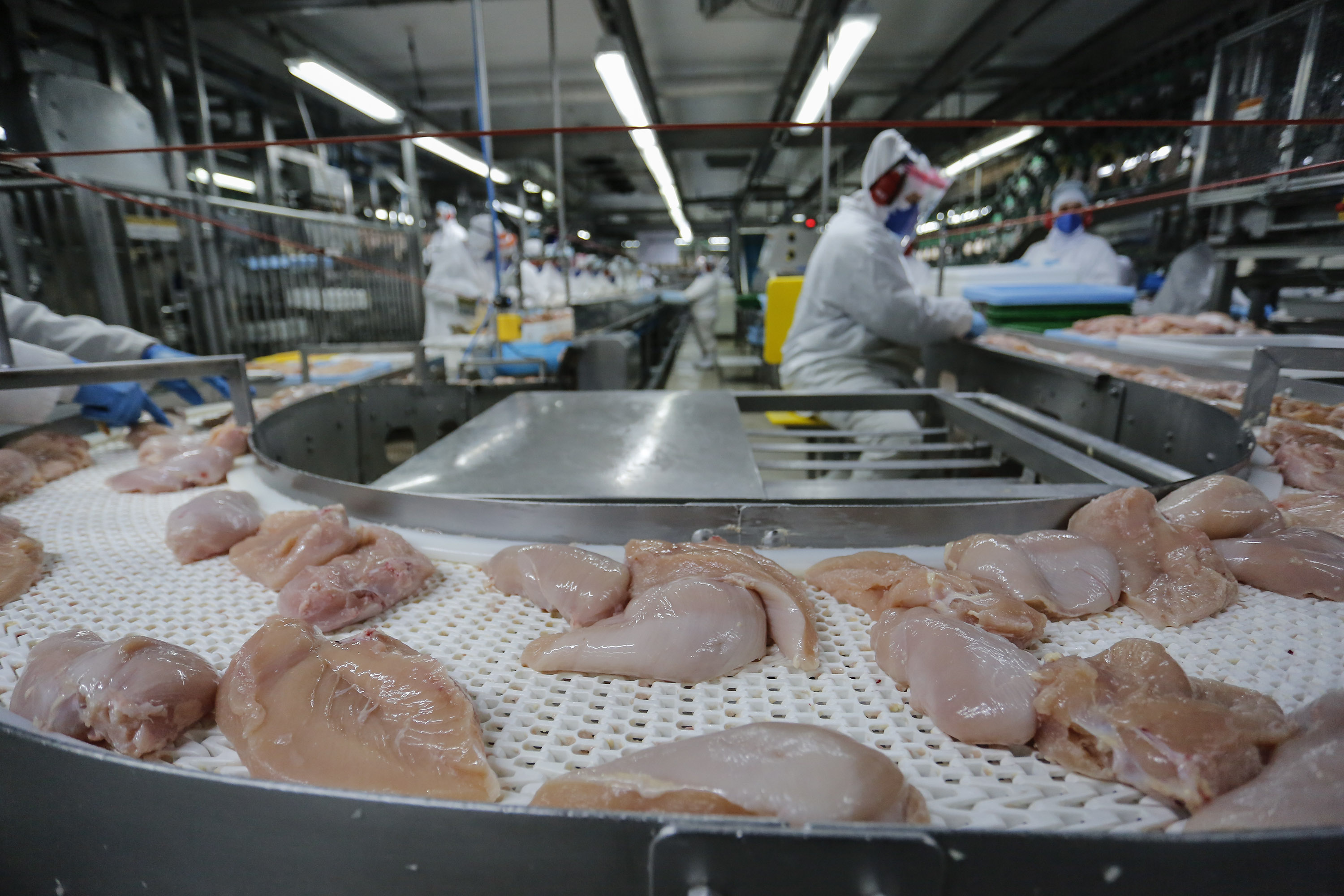 Paraná lidera com recorde produção de frango.