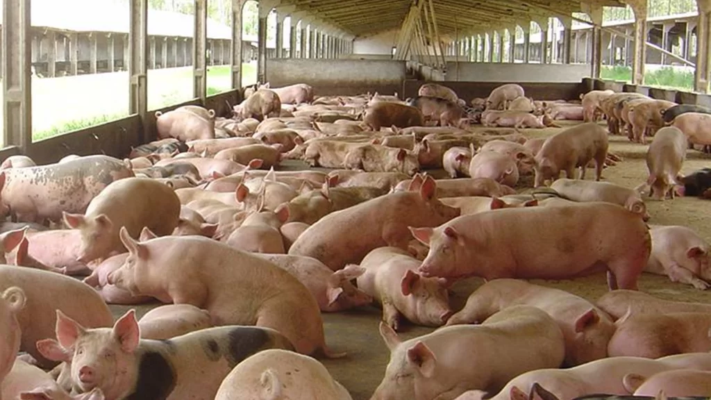 Suinocultura independente: preços do animal 'derretem' de forma generalizada nesta quinta-feira (18)