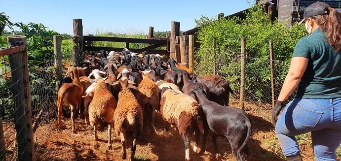 Produtores de ovinos e caprinos terão prazo de um ano para regularizar rebanhos
