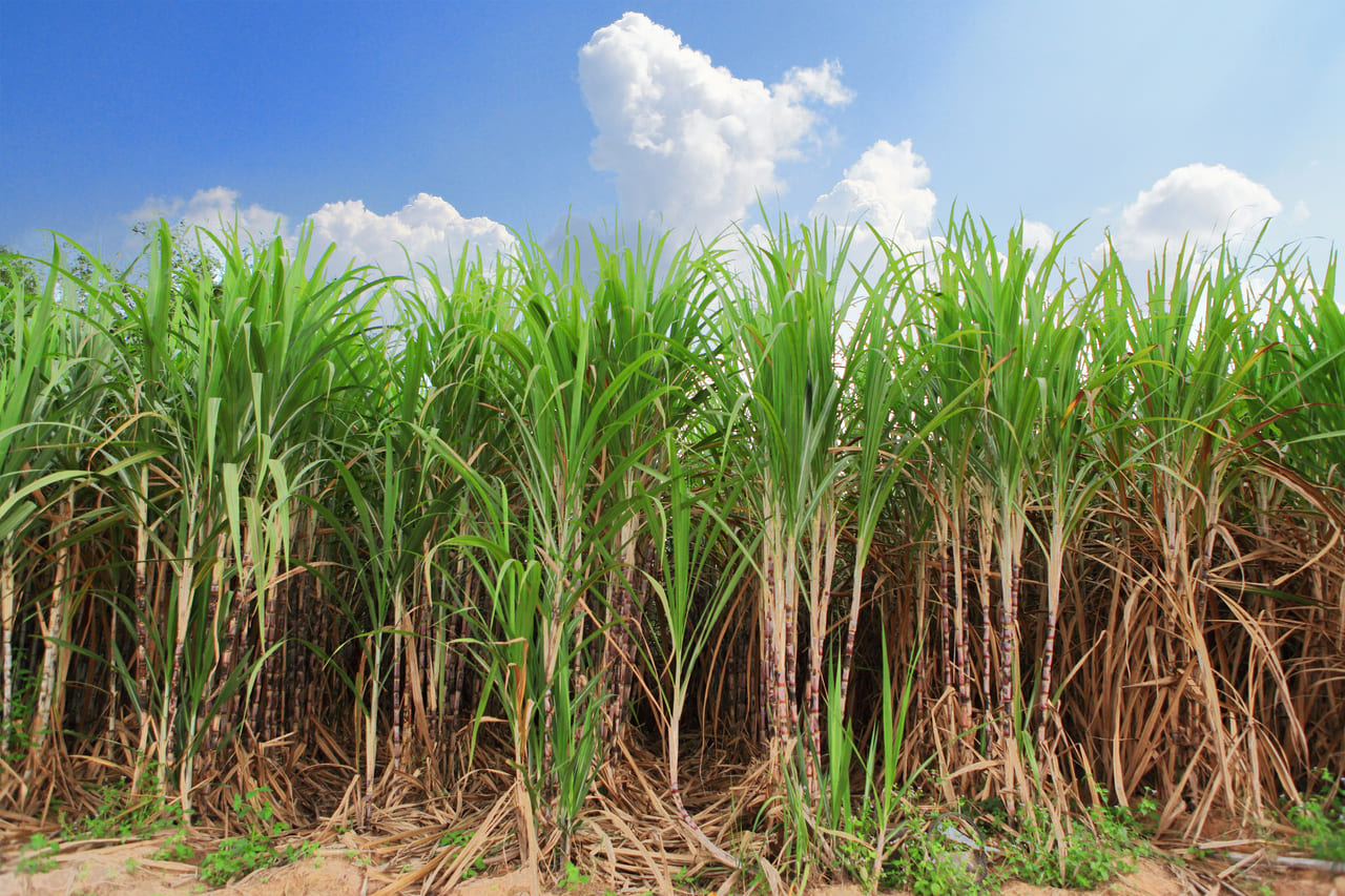 Moagem de cana no Centro-sul do Brasil deve cair 8,9% na safra 2024/25