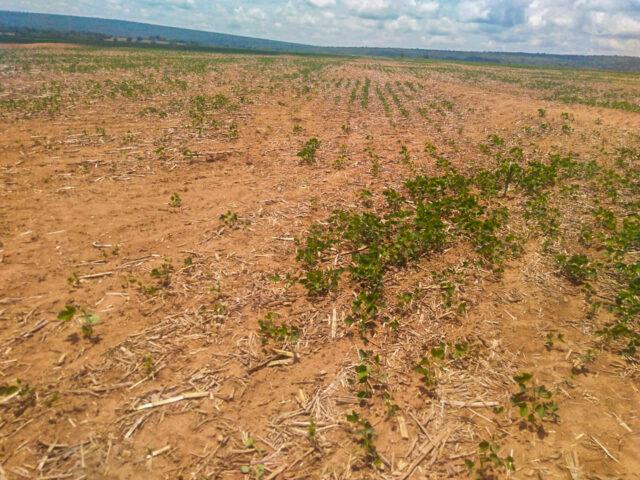 Em Ijuí (RS) a maioria dos produtores conseguiu colher a soja antes das tempestades; cultivo de trigo deve ser drasticamente reduzido