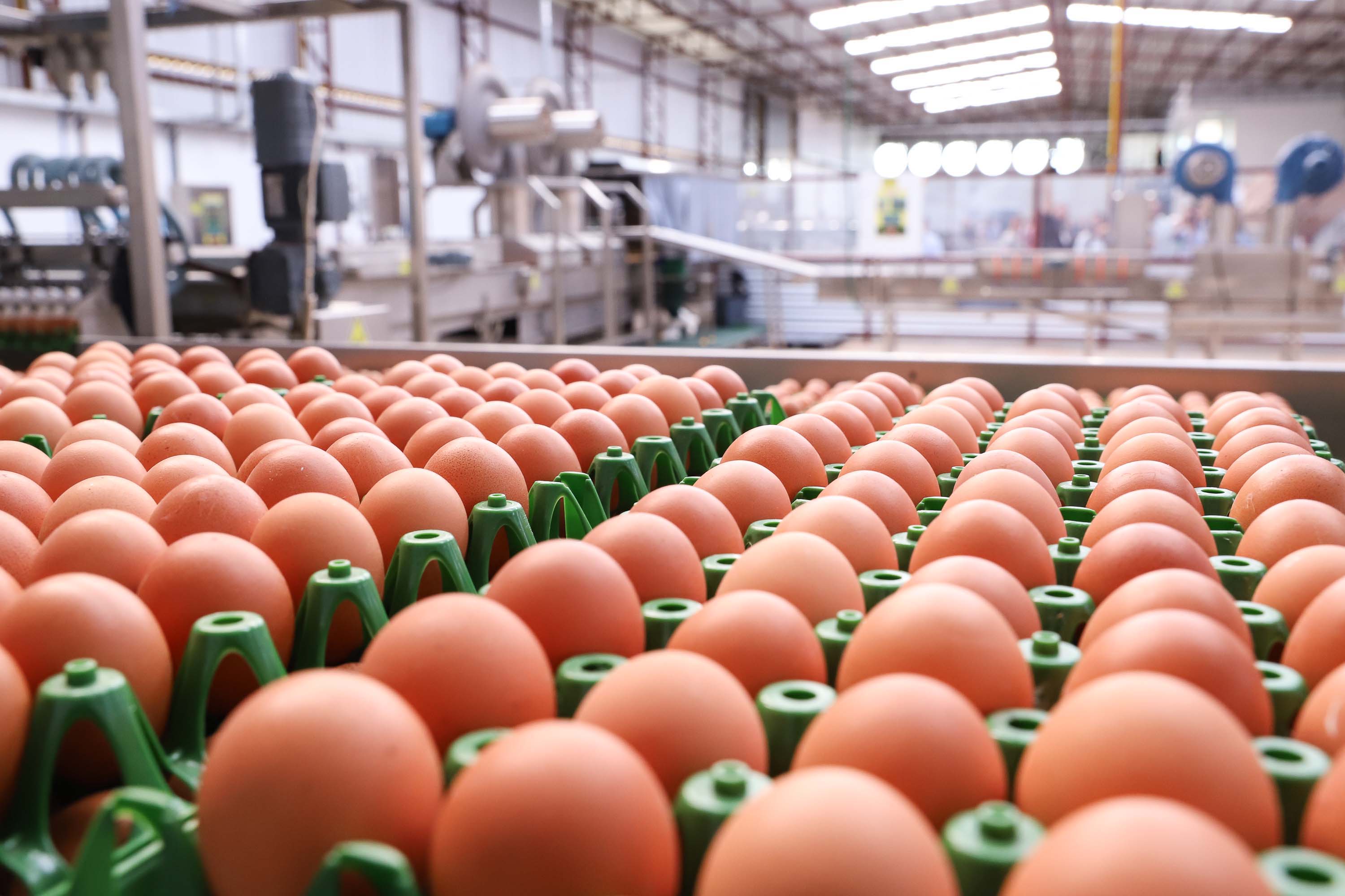 Exportação de ovos do Paraná cresce 31,8% de janeiro a setembro e chega a 47 países