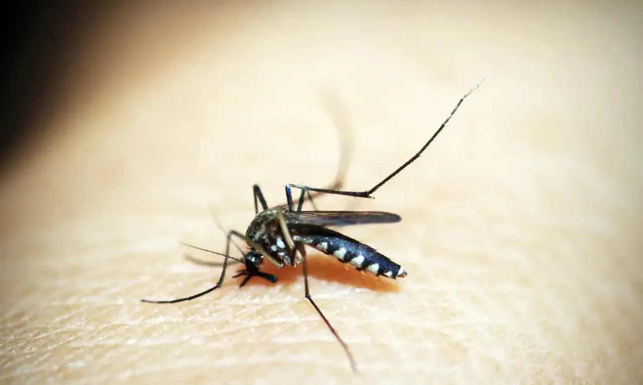 Mosquito é o inseto que mais mata no mundo; veja os cuidados