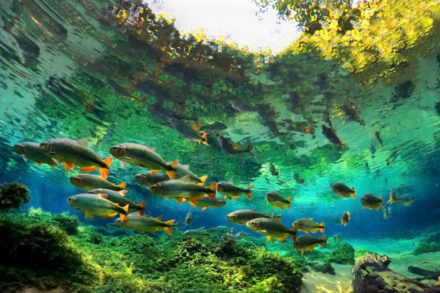 Rio Vivo: conheça as espécies de peixes que estão repovoando águas doces