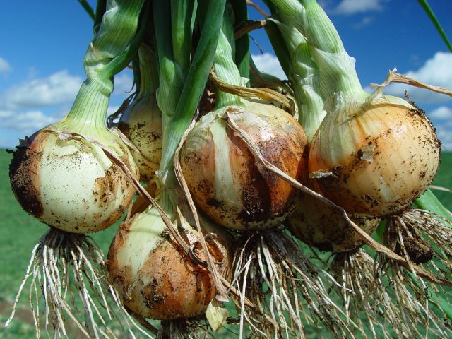 Expansão da produção de cebolas no Brasil destaca a importância de cultivares híbridas adaptadas