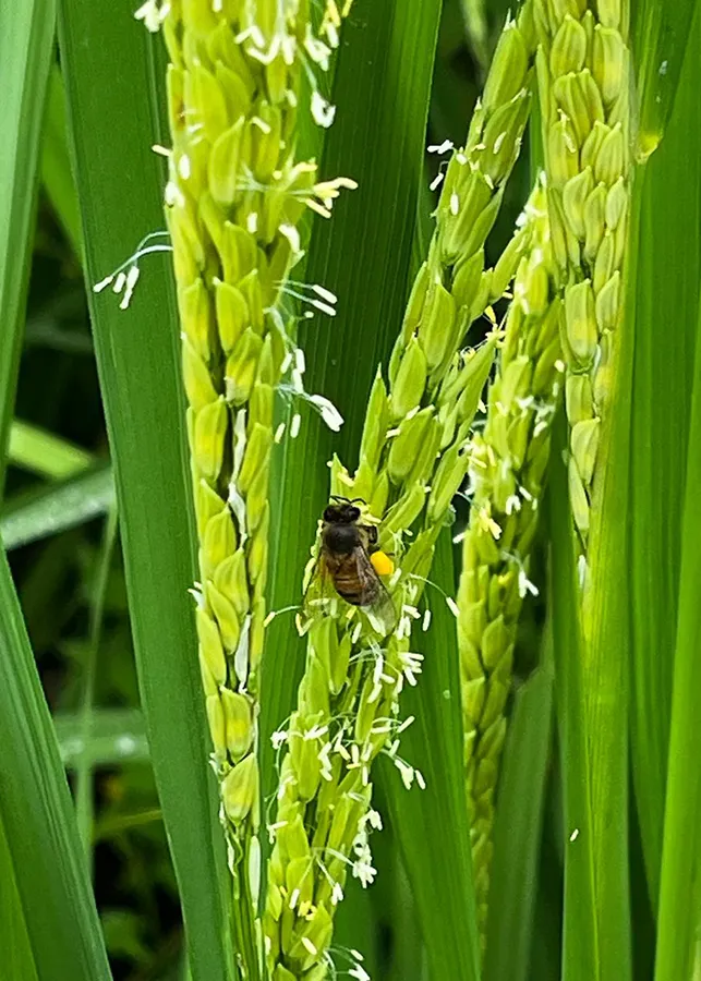 Abelhas ajudam no peso e na produtividade em lavouras de arroz