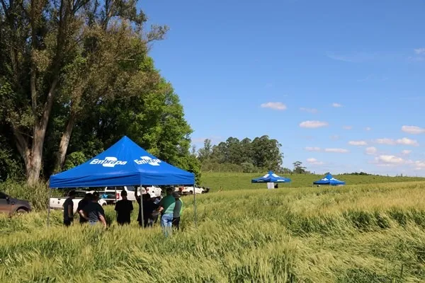 Fertilidade do solo e manejo da cultura do trigo é tema de evento técnico