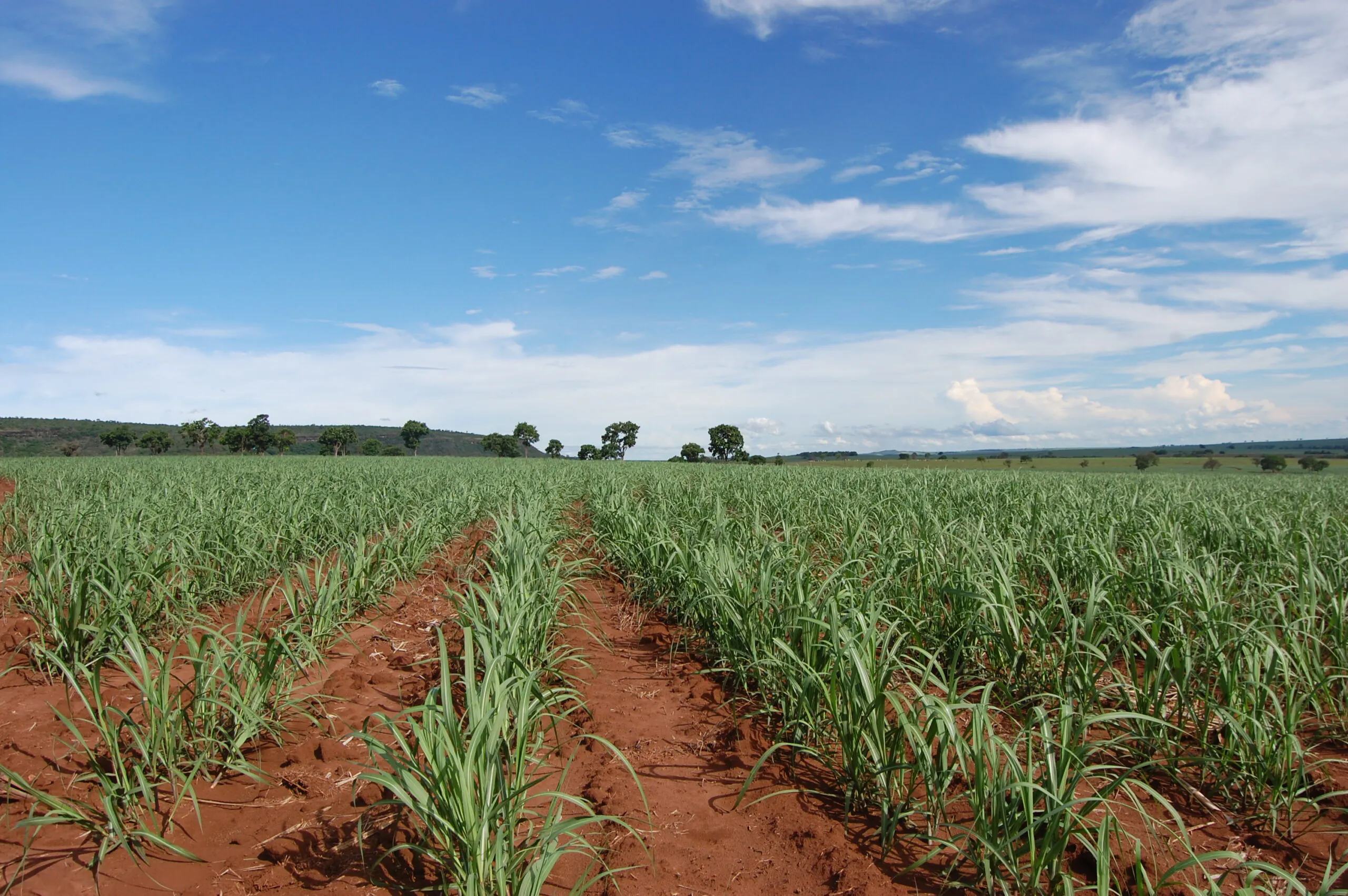 BP Bioenergy quer atingir 3,35 mil hectares tratados com bioinsumos em 2025
