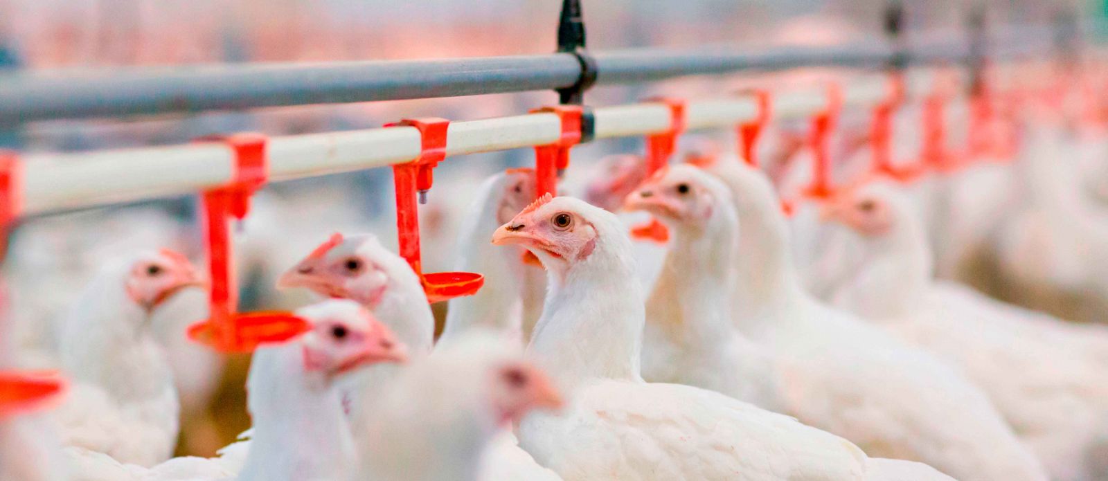 Por que aves preferem água com temperatura inferior a 25ºC?