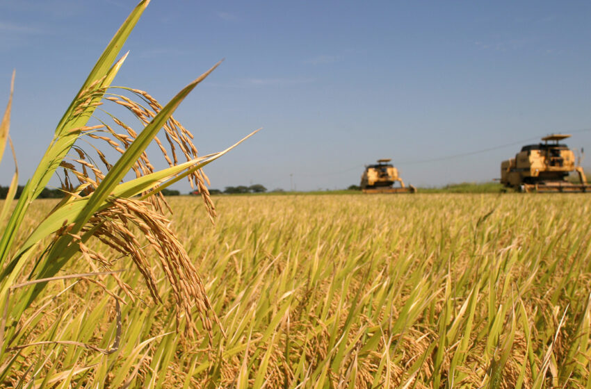 Arroz: Na semana do 1º leilão, consultores desmentem altas de 30% dos preços no BR por conta das cheias no RS