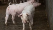 Suínos: sexta-feira (10) de preços estáveis ou em alta para o setor