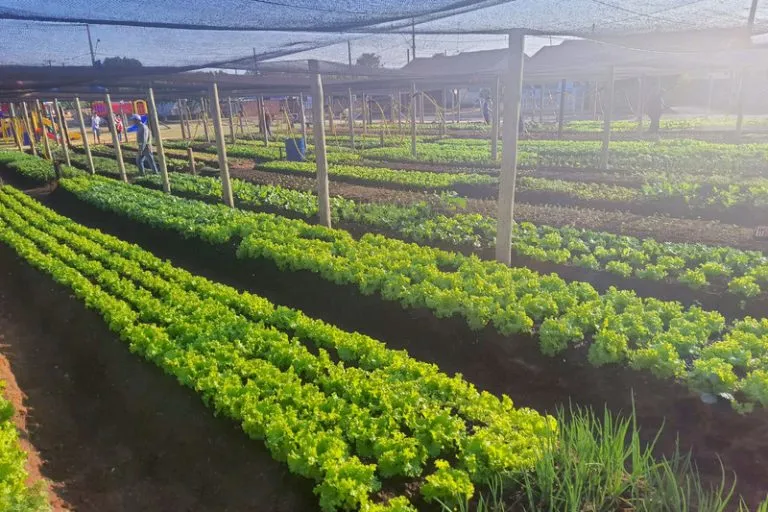 Hortas comunitárias geram mais do que renda a produtores