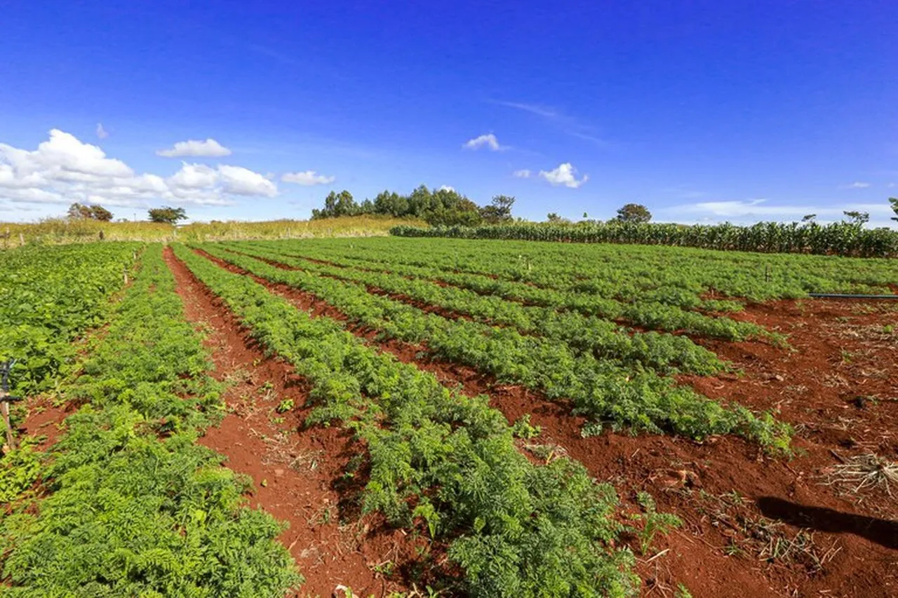 Projeto torna propriedade produtiva inapta à desapropriação para reforma agrária