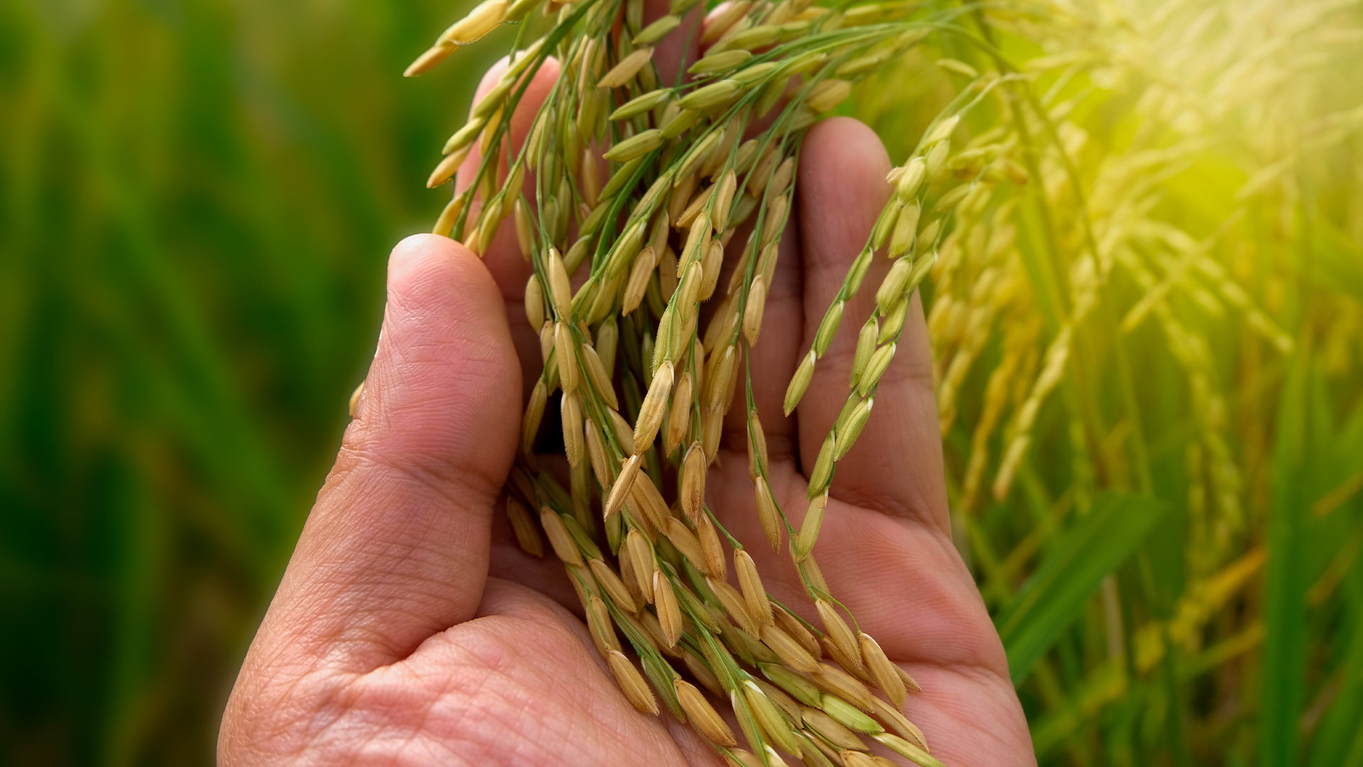 Leilão de arroz é alvo de críticas de setor produtivo