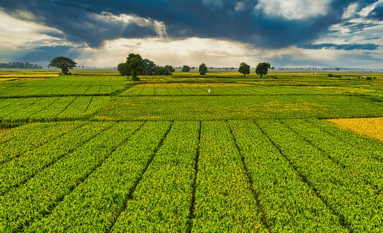 Mapa anuncia a liberação de recurso adicional exclusivo para o seguro rural