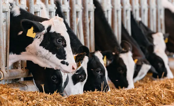 Semana da Sanidade Animal irá abordar o aprimoramento dos produtos agropecuários