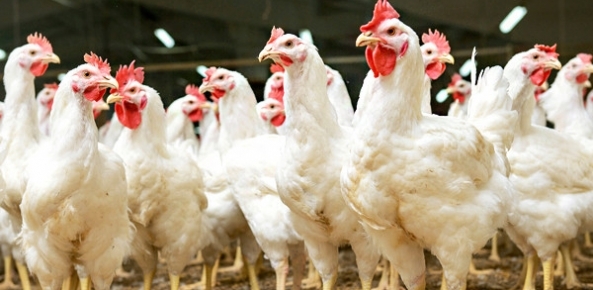 Frango abatido registra alta significativa em novembro, mas tendência de queda preocupa para o fim do ano