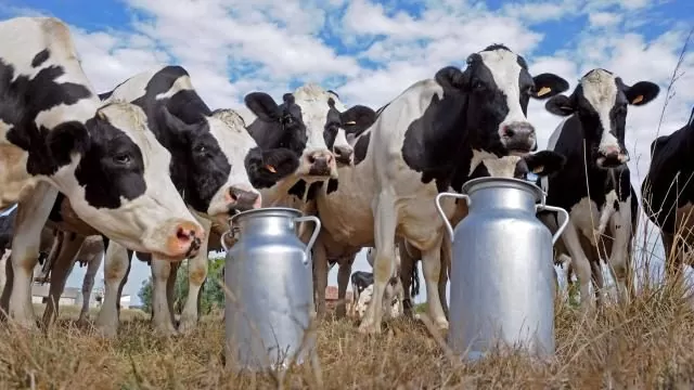 Pegada de carbono na pecuária leiteira é realidade no Brasil